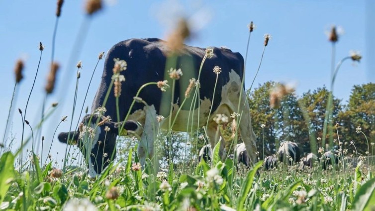 FrieslandCampina ziet omzet en winst stijgen door hogere verkoopprijzen en kostenbesparingen